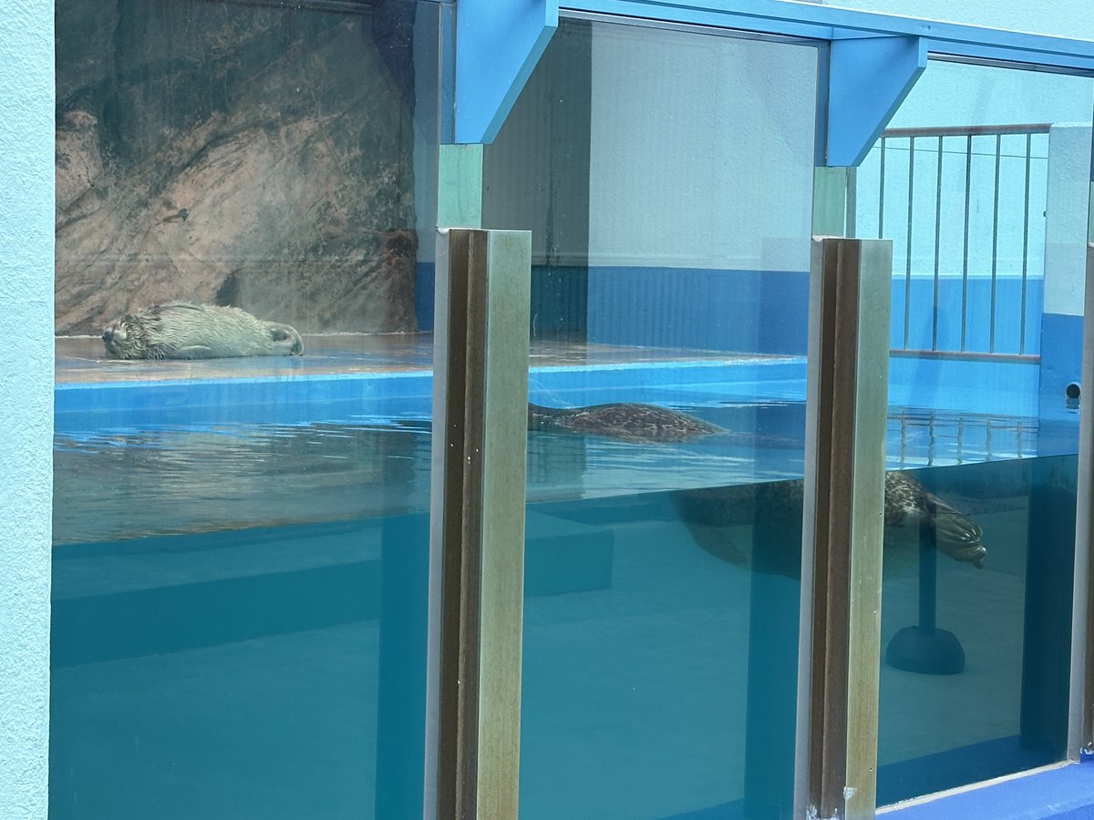 Foo🐾Zoo tweet media