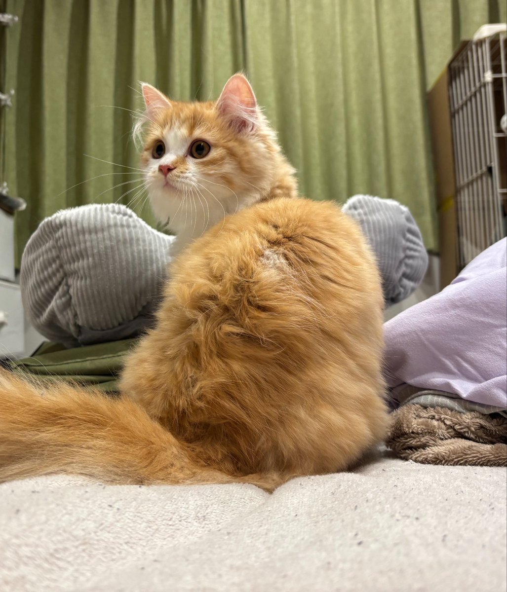 でみたし tweet media