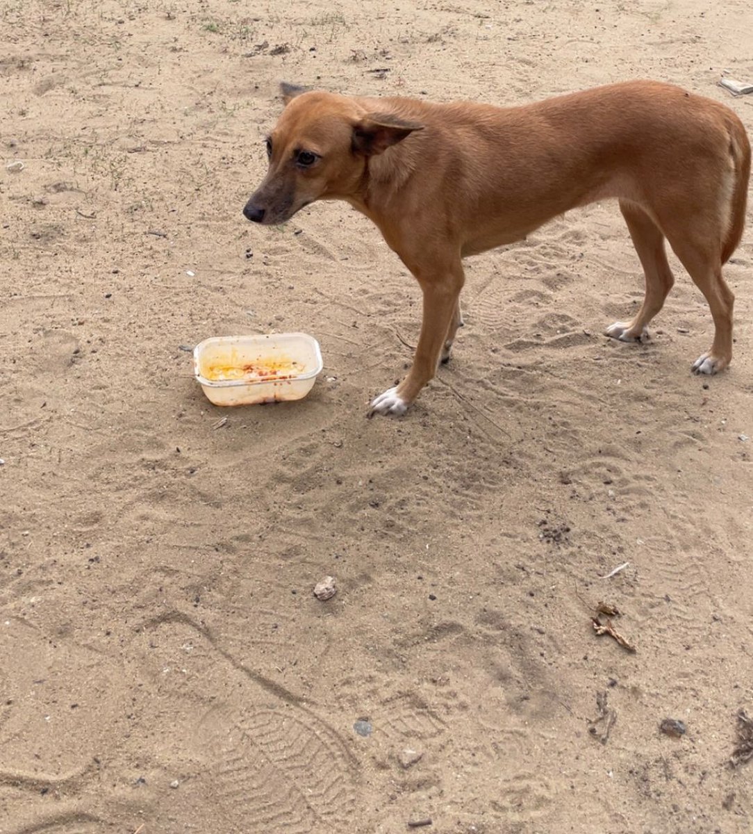 therealkunde's tweet photo. I didn't just feed a stray, I met a soul who had every reason not to trust but stayed. Those eyes, tired and cautious, felt like they were asking if kindness could be real, this broke something in me. Sometimes loving something that expects nothing reminds you how human you are. https://t.co/Zb18Lx4CmA