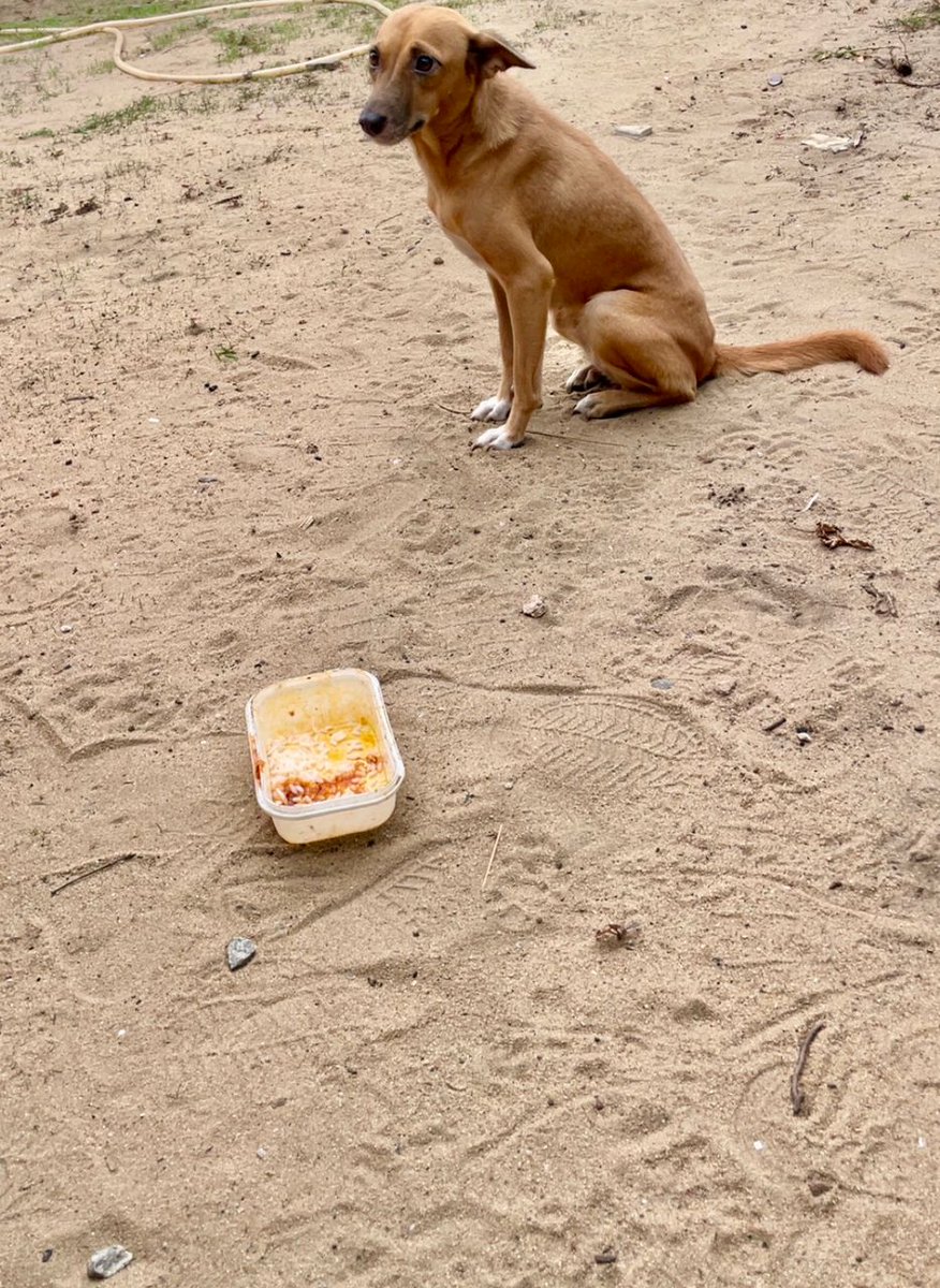 therealkunde's tweet photo. I didn't just feed a stray, I met a soul who had every reason not to trust but stayed. Those eyes, tired and cautious, felt like they were asking if kindness could be real, this broke something in me. Sometimes loving something that expects nothing reminds you how human you are. https://t.co/Zb18Lx4CmA