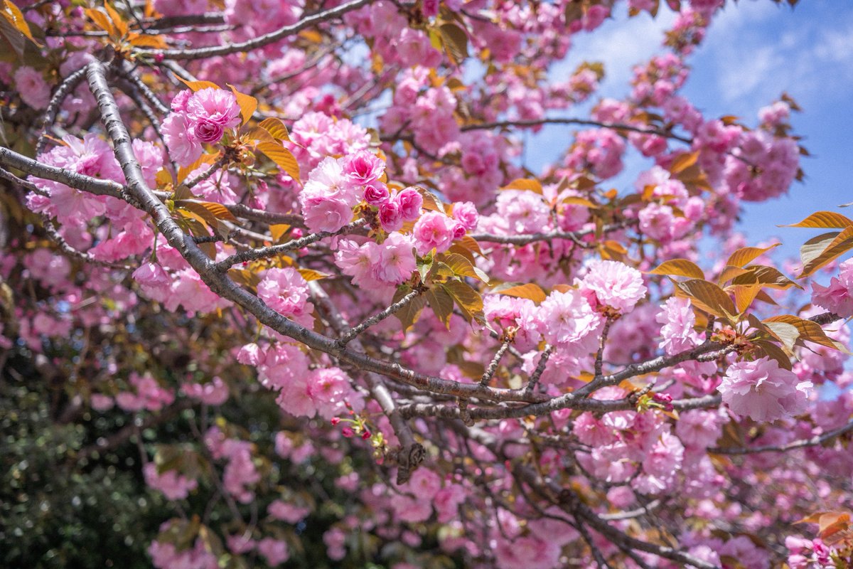 itten_mae's tweet photo. Nikonで撮る八重桜 https://t.co/fDZA9wtrsb