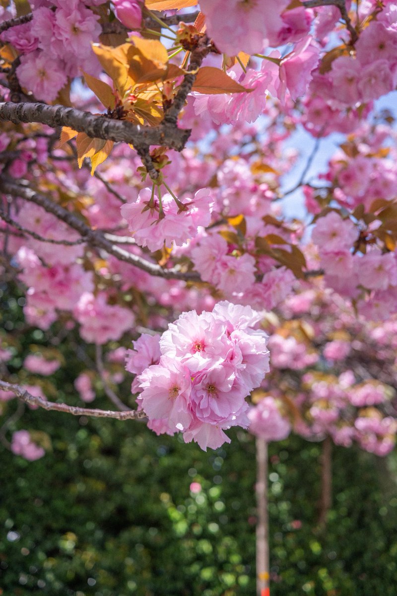 itten_mae's tweet photo. Nikonで撮る八重桜 https://t.co/fDZA9wtrsb