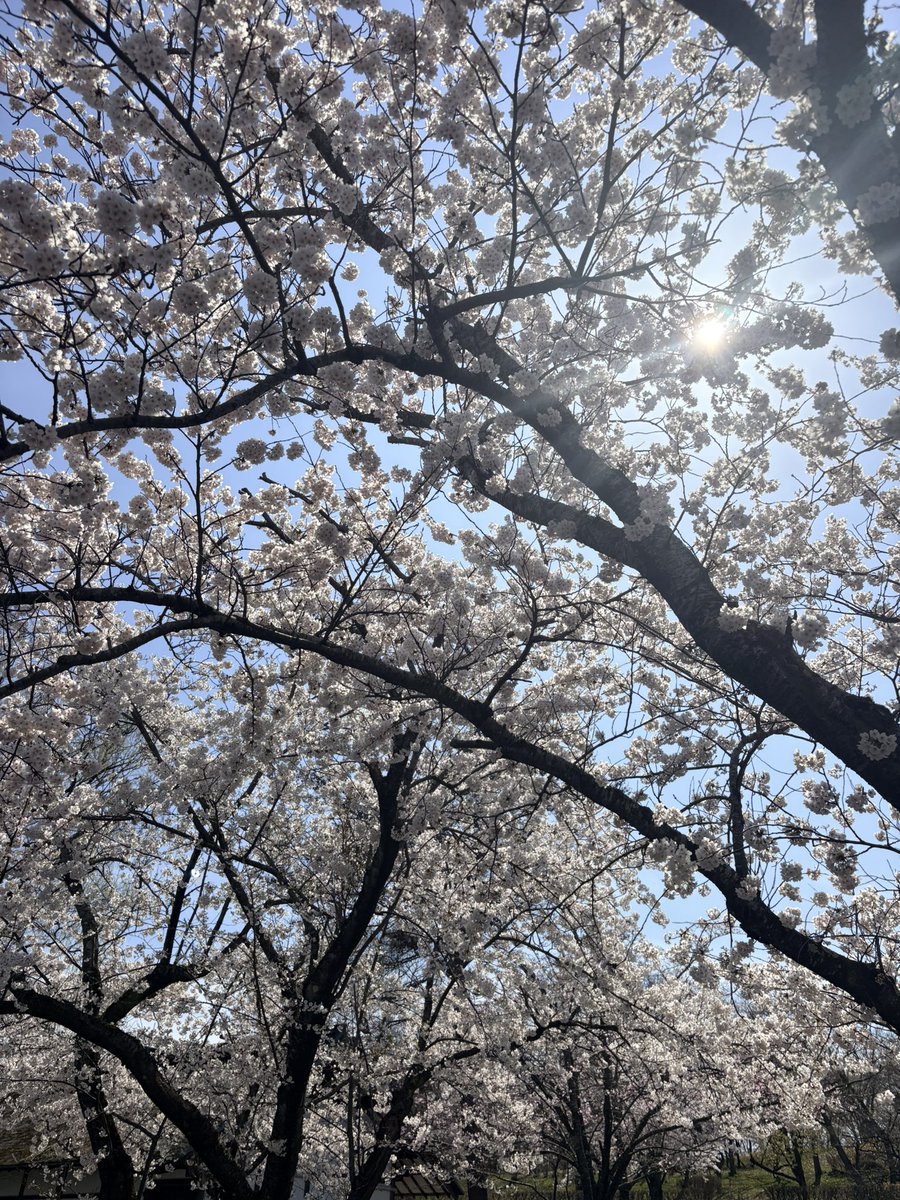 #道の駅てんのう
 #天王グリーンランド

穴場スポットです
ド満開です🌸
