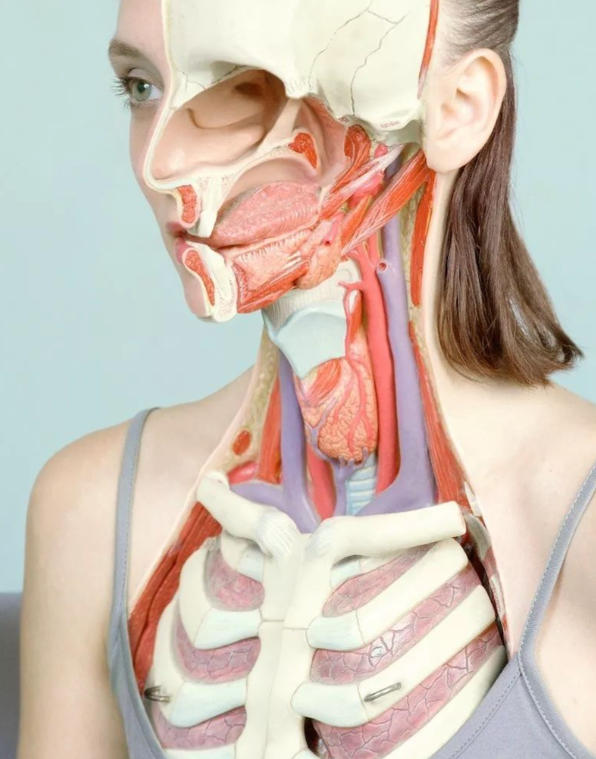 anatomyspecimen's tweet photo. Amazing human anatomy https://t.co/tJcZlHwoaw