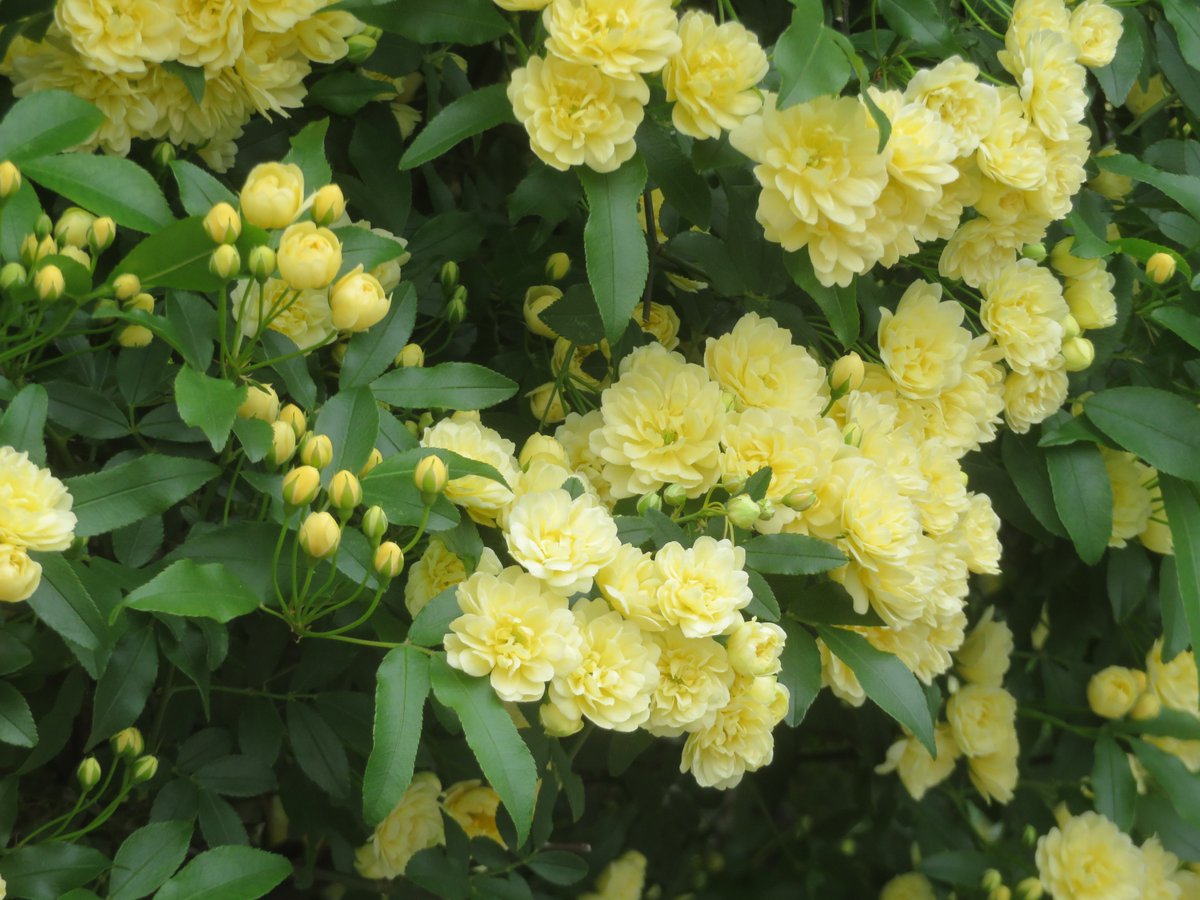 caputetcor tweet media