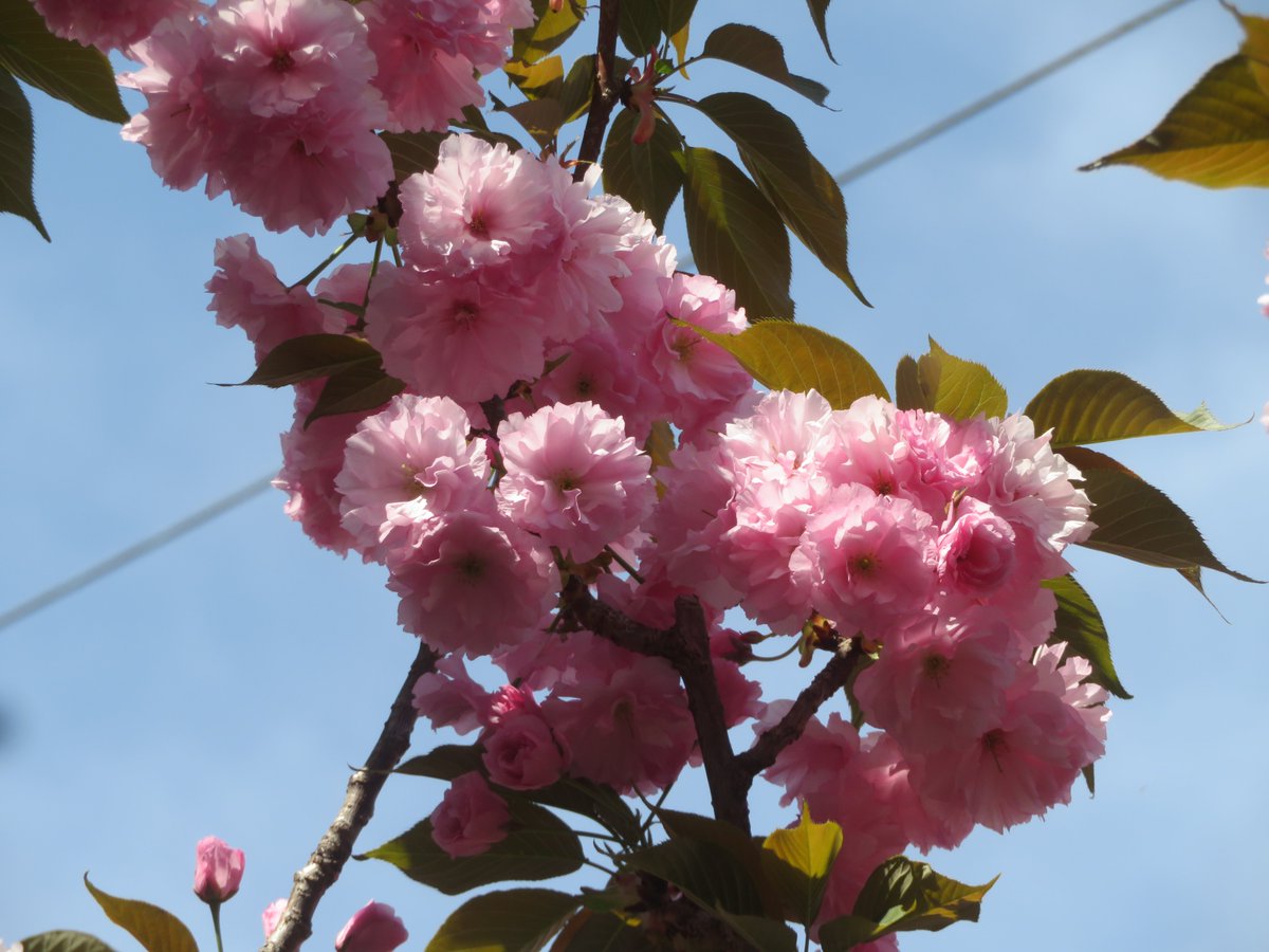 caputetcor tweet media