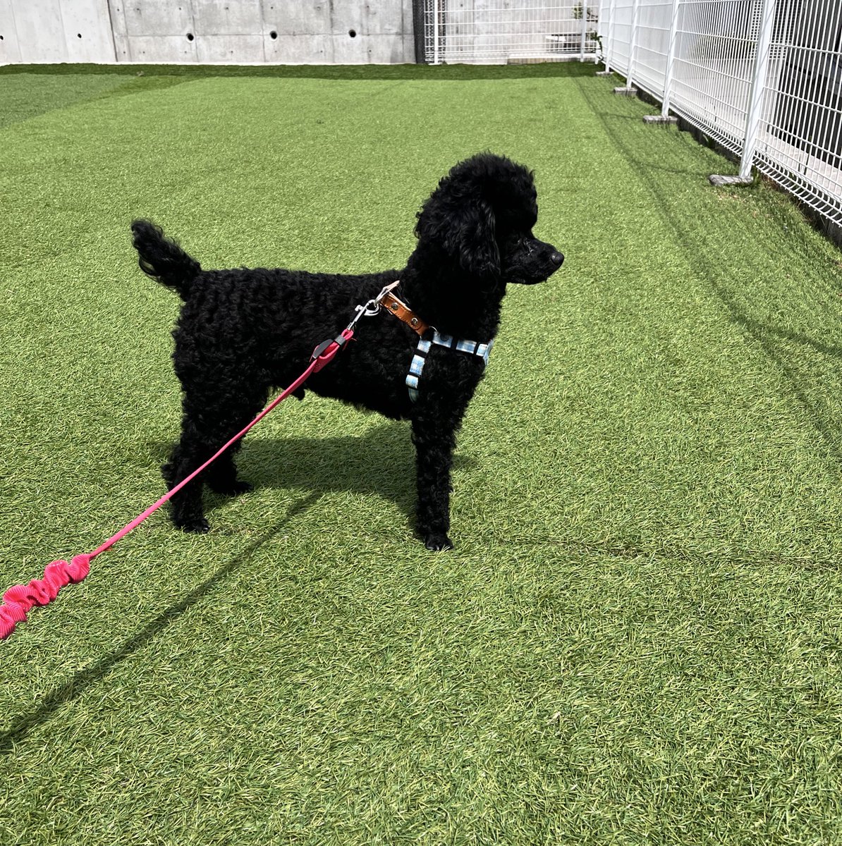 ぼく🌱ずぼらスペシャリスト🍥 tweet media