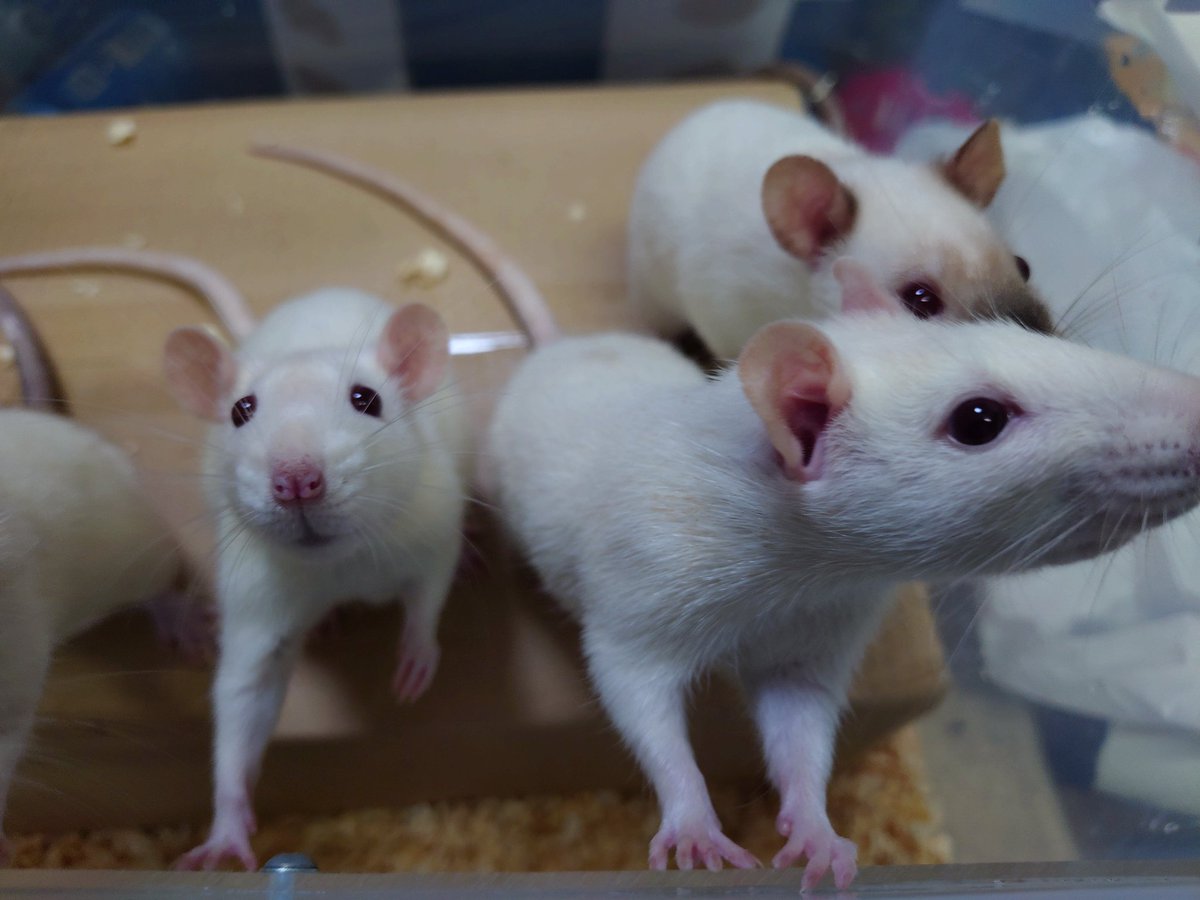 ゲテモノ tweet media