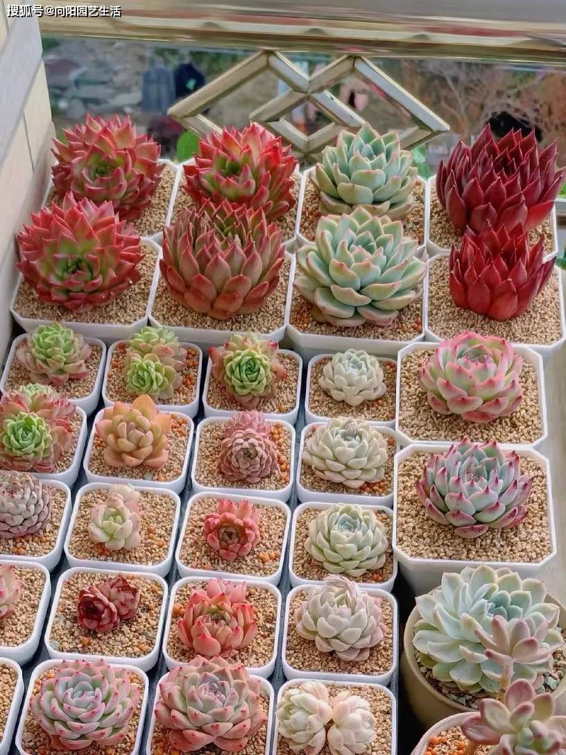 Mario Padilla tweet media