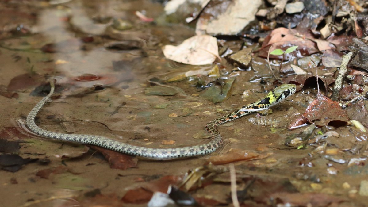 insects_birds's tweet image. ヤマカガシ, Tiger keelback, Rhabdophis tigrinus
#snake #ヘビ #蛇