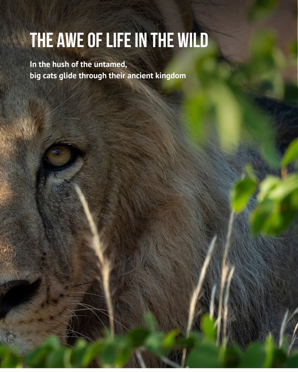 Mashatu_Reserve's tweet photo. Botswana reveals itself in silence. 

A rhythm of contrasts shaped by water and drought, stillness and movement.

Vast wild spaces alive with antelope, predators, and birds.

Journey through Mashatu - one of Africa’s last great wildernesses.

https://t.co/0RQjSgd2tf https://t.co/vpATTr6KKk