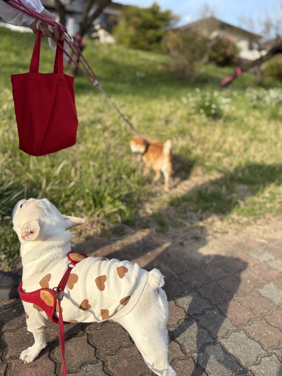 bibi_buhi's tweet photo. お散歩がここちよい季節
ほんの一瞬だから満喫しなきゃ〜 https://t.co/hD97SXerGg