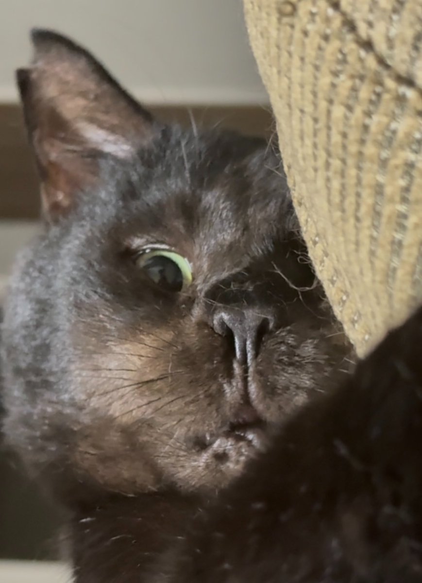 元ボス猫むさし tweet media