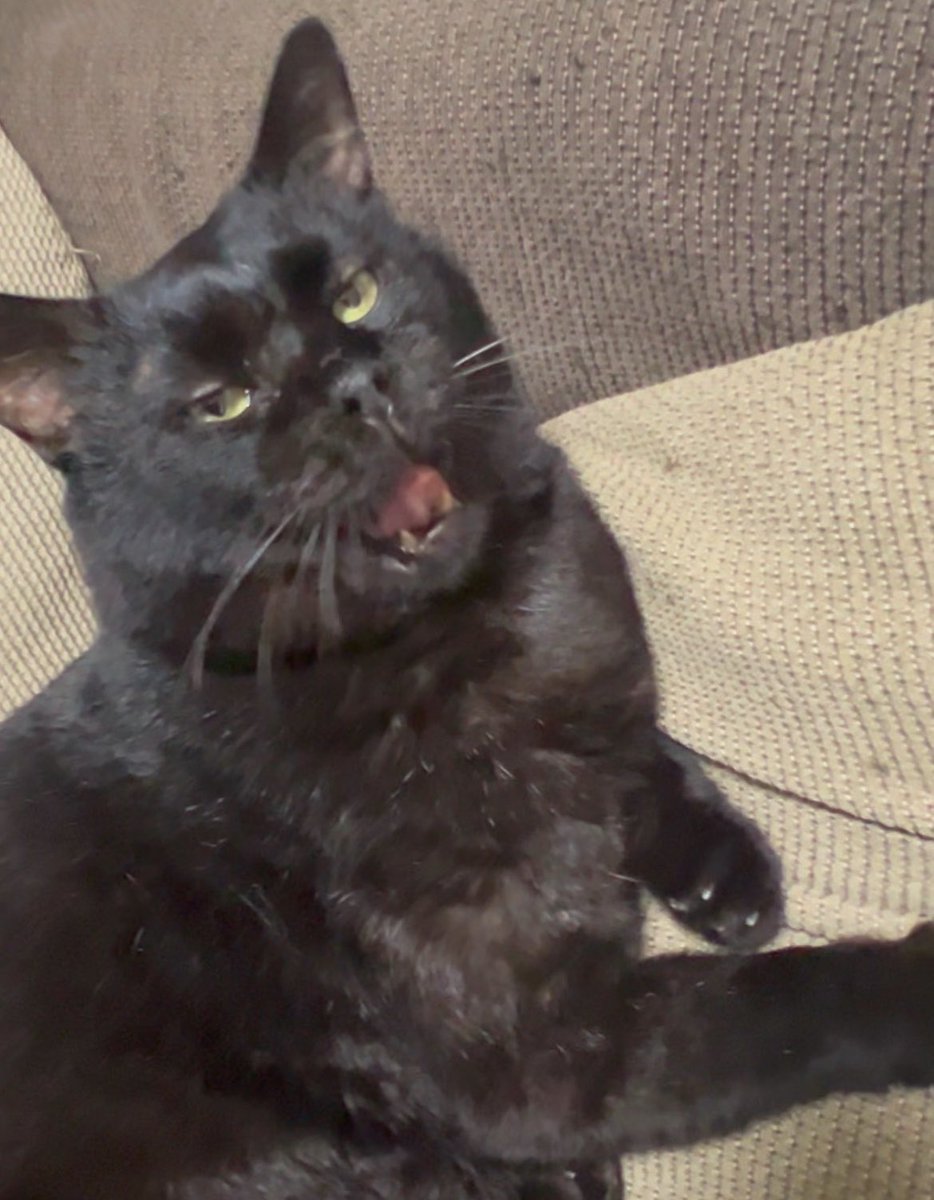 元ボス猫むさし tweet media