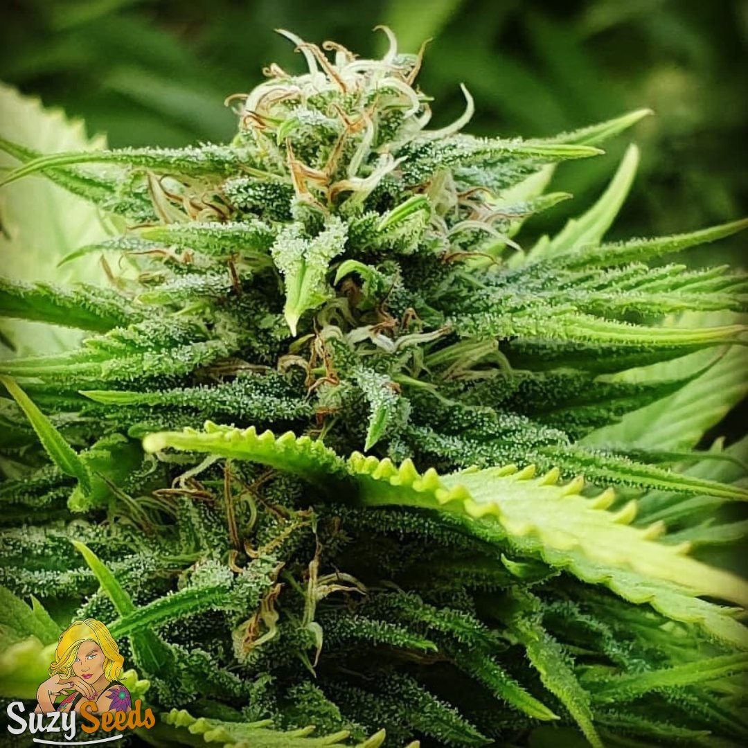 Bubble Gum Auto is something else. Big, dense buds with that classic sweet fruity Bubble Gum flavour. Way better size and quality than most autos deliver. Still available in our Outdoor Special. 
See you in the garden!🌱suzyseeds.com/special-offers