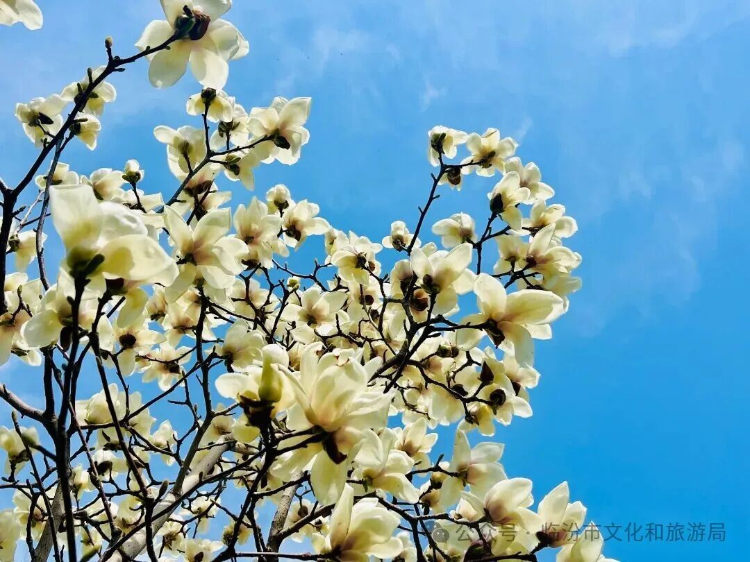 Linfen of China tweet media