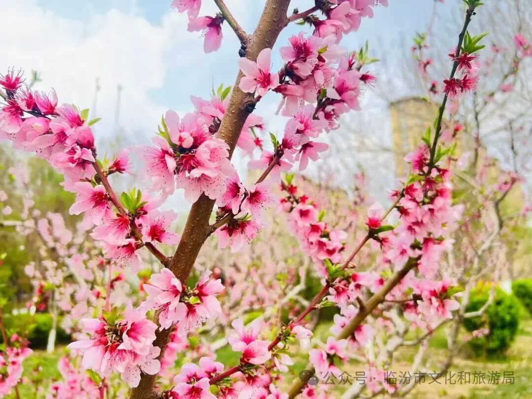 Linfen of China tweet media