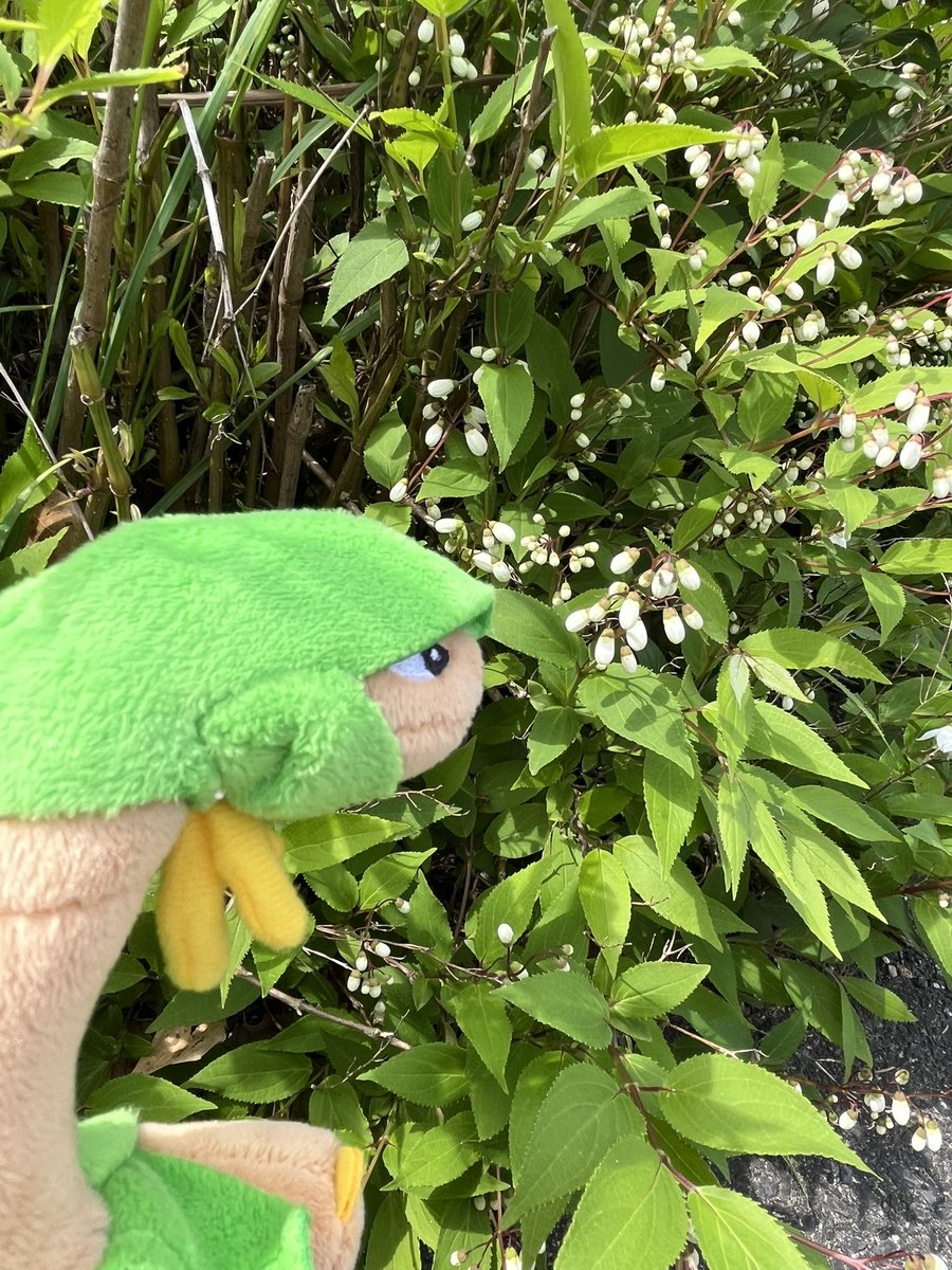 お散歩好きのトロピウス tweet media