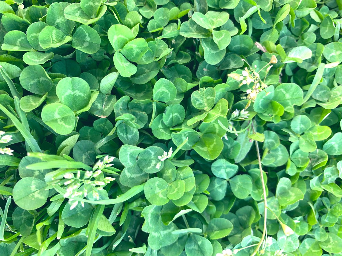 「四つ葉って本当にあるんだね」
とたまに言われる☘️
あると思わない、から探さない。そもそも必要がない。興味がない。

-人それぞれ-

私はなぜか探しちゃう。そこにいるって知ってるからね🍀小魔女も見つけるのが慣れてきました✨
先日久しぶりに五つ葉も発見✨まだ見ぬ七つ葉以上を探し中。