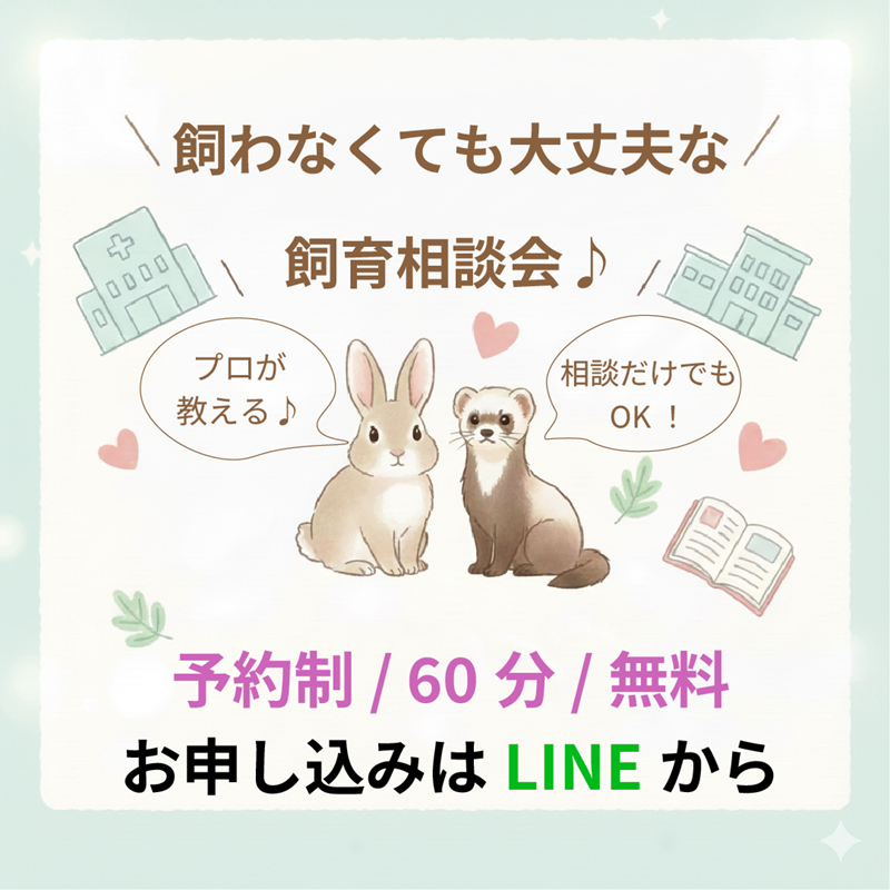 FerretLink's tweet photo. 🌸もうすぐマーシャルフェレットがデビュー🌸
いよいよ17日（金）、マーシャルフェレットのベビーが店頭デビューします。
はじめてフェレットちゃんのお迎えを検討されている方も安心の無料の飼育相談も承っています。
こちらもぜひご利用ください。
https://t.co/pXtSHHv6Sk。 https://t.co/5BcYZdVsmR