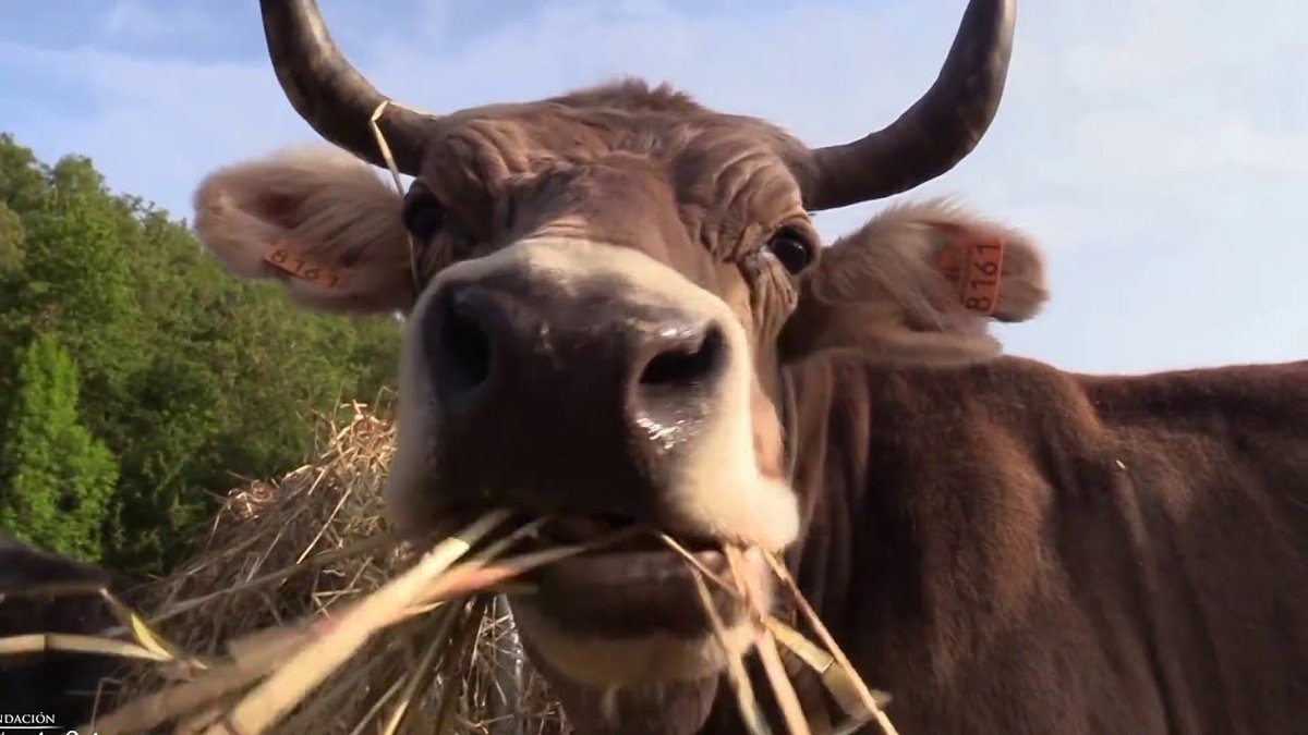 ATphonOS tweet media