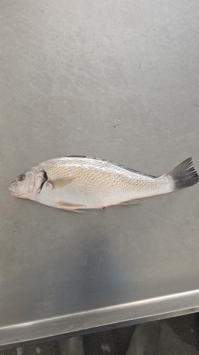 Gianluca il Bastoniano prescelto tweet media