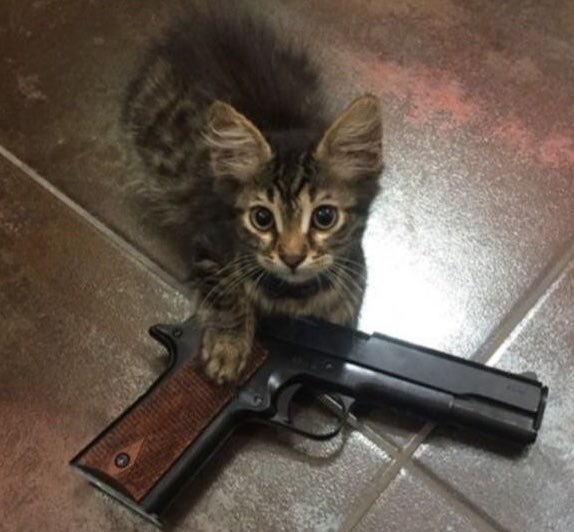 professional cat-ifyer of the HR cast tweet media