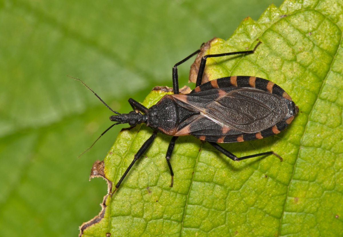 FIP_org's tweet photo. 14 April is World Chagas Disease Day, under the theme “Women at the heart: Protecting the next generation from Chagas disease.” Pharmacists play a role in prevention &amp; care through early detection, patient education &amp; improving access to treatment: https://t.co/Rn3iA6lIZX. https://t.co/r1f8jpjxeR