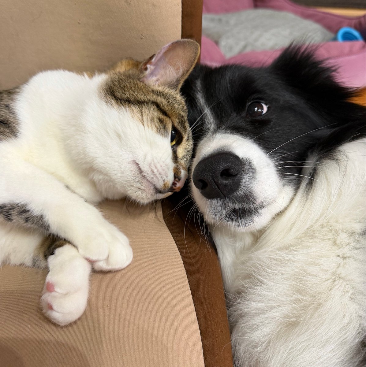 ボーダーコリーしずく tweet media