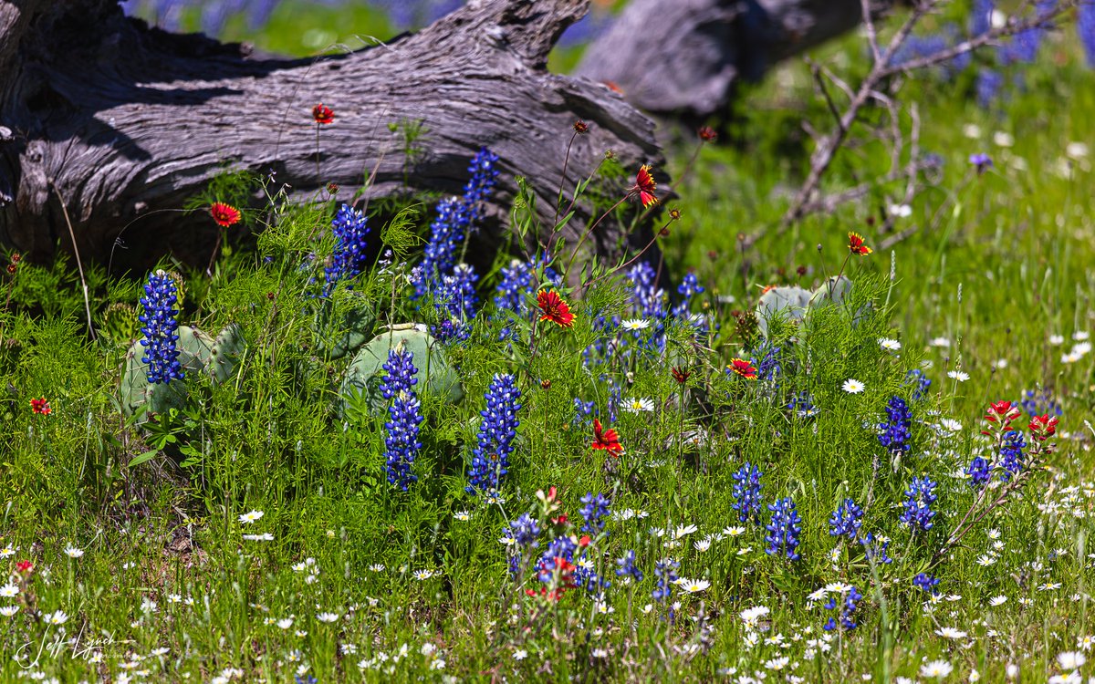 Jeff Lynch Photography tweet media