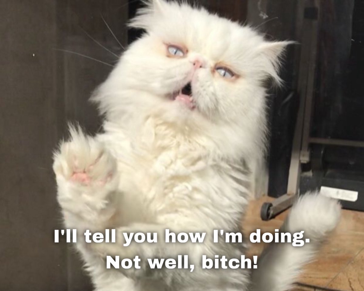 professional cat-ifyer of the HR cast tweet media