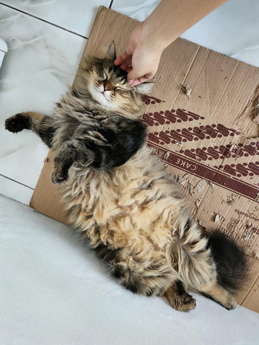 Kevin Mulia tweet media