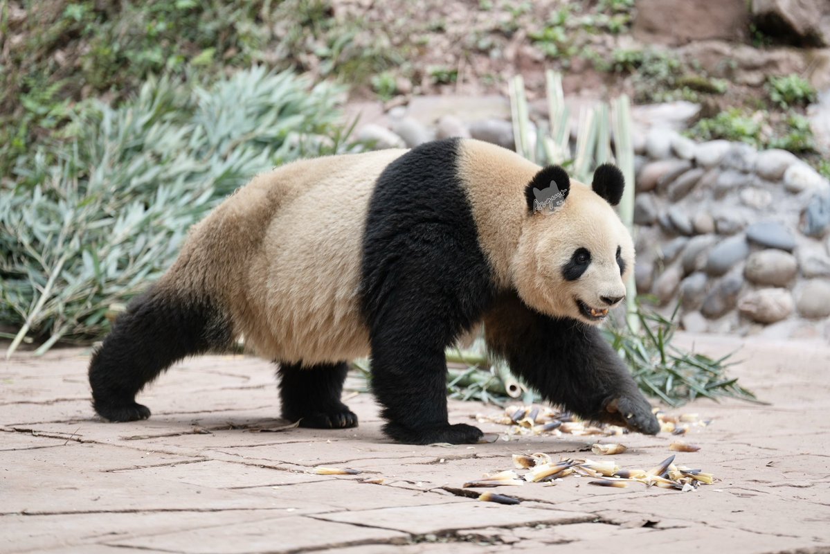 260315 仙女

#仙女 #雅安碧峰峡熊猫基地