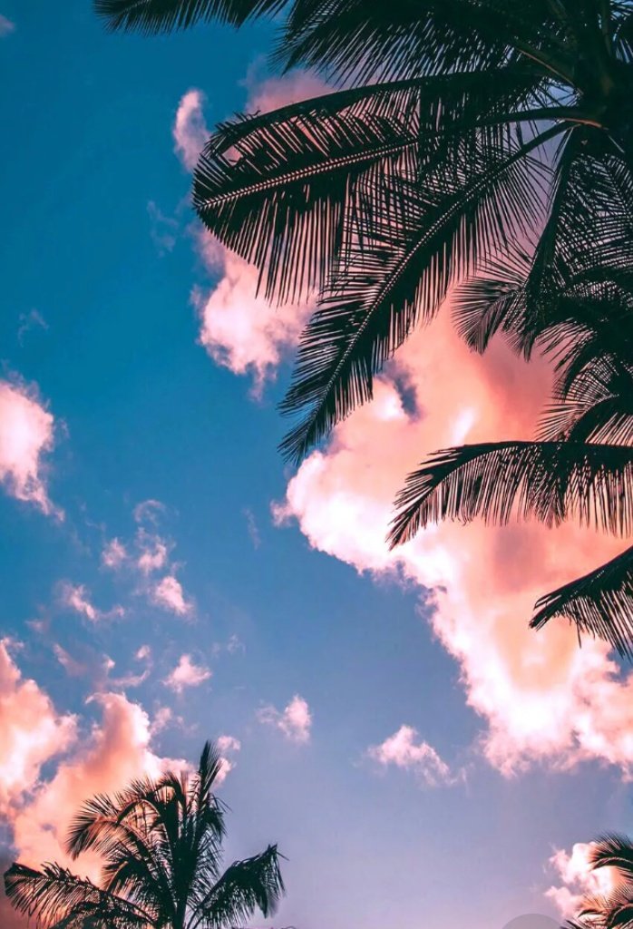 JacobMaryjo6's tweet photo. My wallpaper rn🌴 https://t.co/oC57uZ0EEd