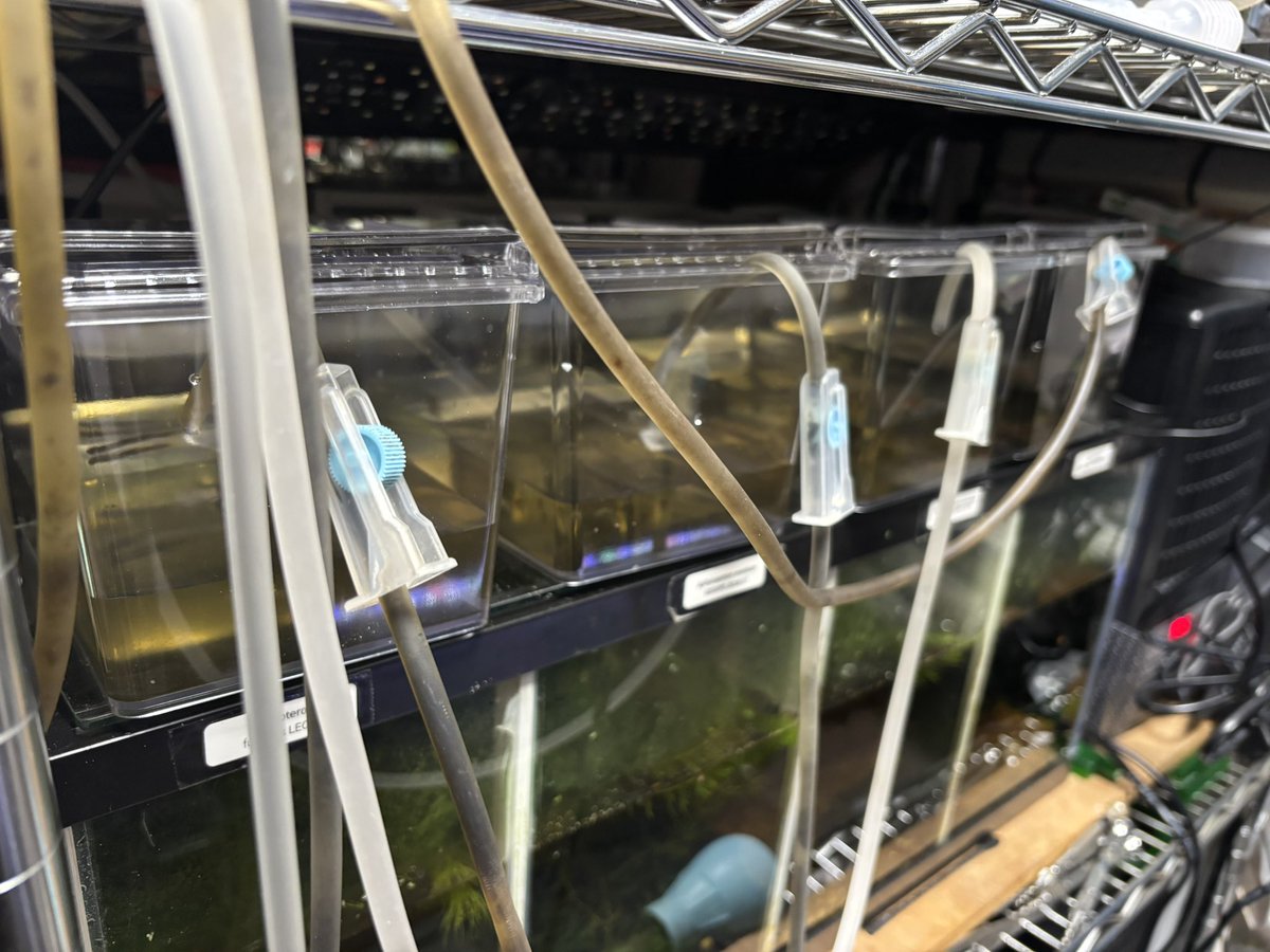 ただ今、水合わせ8時間。