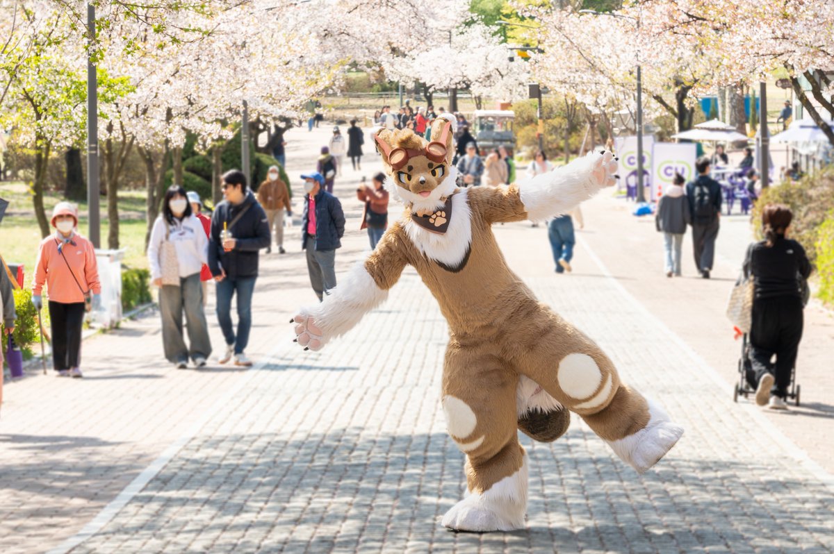 Syuki_fur's tweet photo. #Fursuit #FursuitEveryday
헤헤~ 벚꽃 나들이 다녀왔어용🌸
📸:@Phto_neru https://t.co/2zsCpw5ZHN
