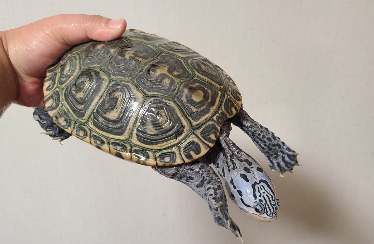 yu_turtle_room's tweet image. ブルーコンセ💎
サードクラッチ11個🥚

11個は過去最高🤣
おつさまです！！
4枚目は同血統の2025CB🐢

今年はオス設定のみにしようと思ったけど、メスも欲しい方いるかと思うので…
少しだけメス設定にしてみよう。