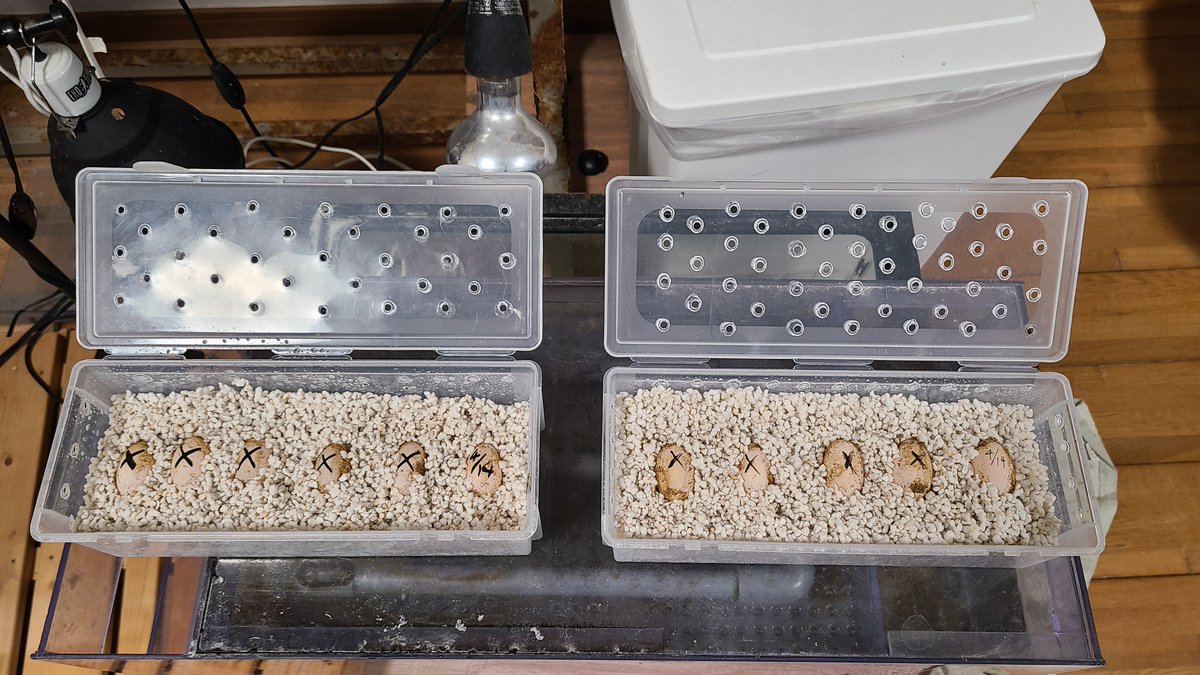 yu_turtle_room's tweet image. ブルーコンセ💎
サードクラッチ11個🥚

11個は過去最高🤣
おつさまです！！
4枚目は同血統の2025CB🐢

今年はオス設定のみにしようと思ったけど、メスも欲しい方いるかと思うので…
少しだけメス設定にしてみよう。