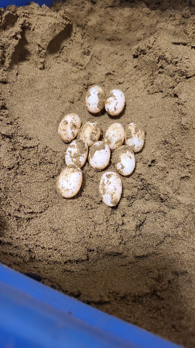 yu_turtle_room's tweet image. ブルーコンセ💎
サードクラッチ11個🥚

11個は過去最高🤣
おつさまです！！
4枚目は同血統の2025CB🐢

今年はオス設定のみにしようと思ったけど、メスも欲しい方いるかと思うので…
少しだけメス設定にしてみよう。