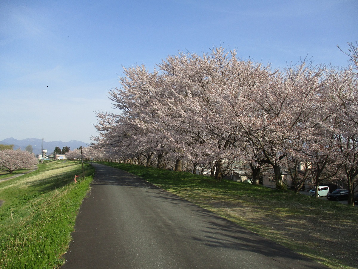 Ts_wise3001's tweet photo. 今年の桜は咲くのが早過ぎてゆっくり見る時間無かったけど久しぶりに某所にて https://t.co/ca72GaFoM8