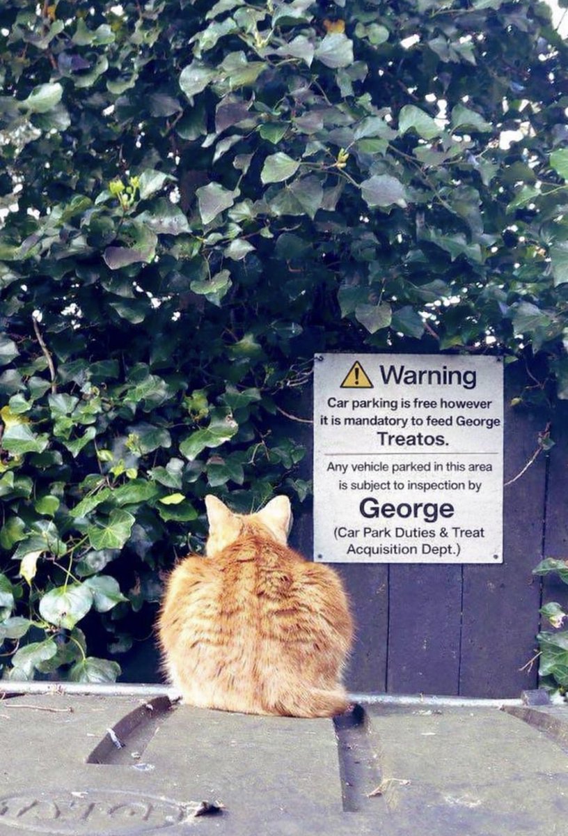 George The Stourbridge Junction Station Cat tweet media