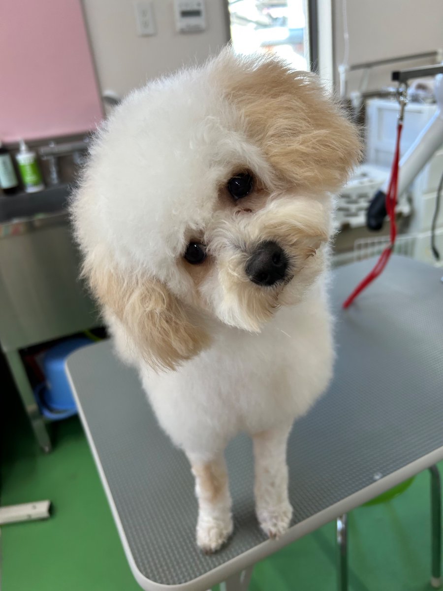 hadano_dog's tweet photo. シャンプーに来てくれた、スタッフの愛犬こむぎちゃん🤗🐶✨ https://t.co/KMvROkkJPN