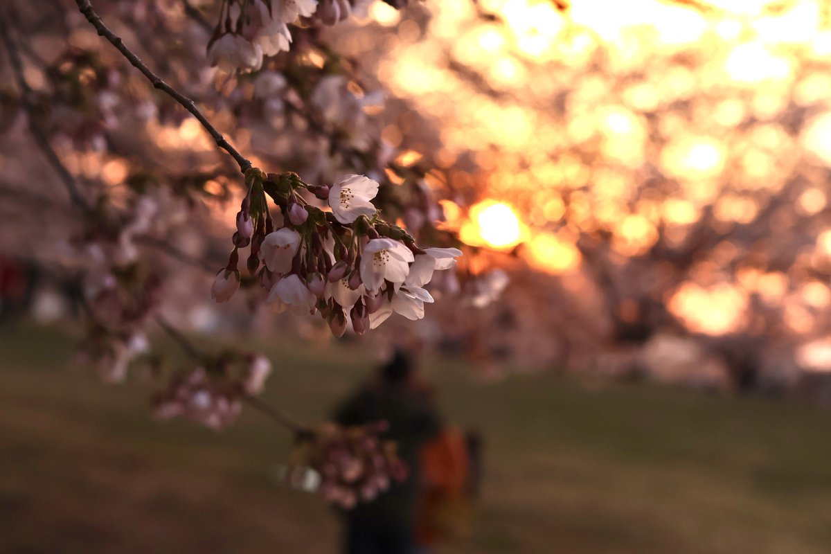 shizuki - asir rera tweet media