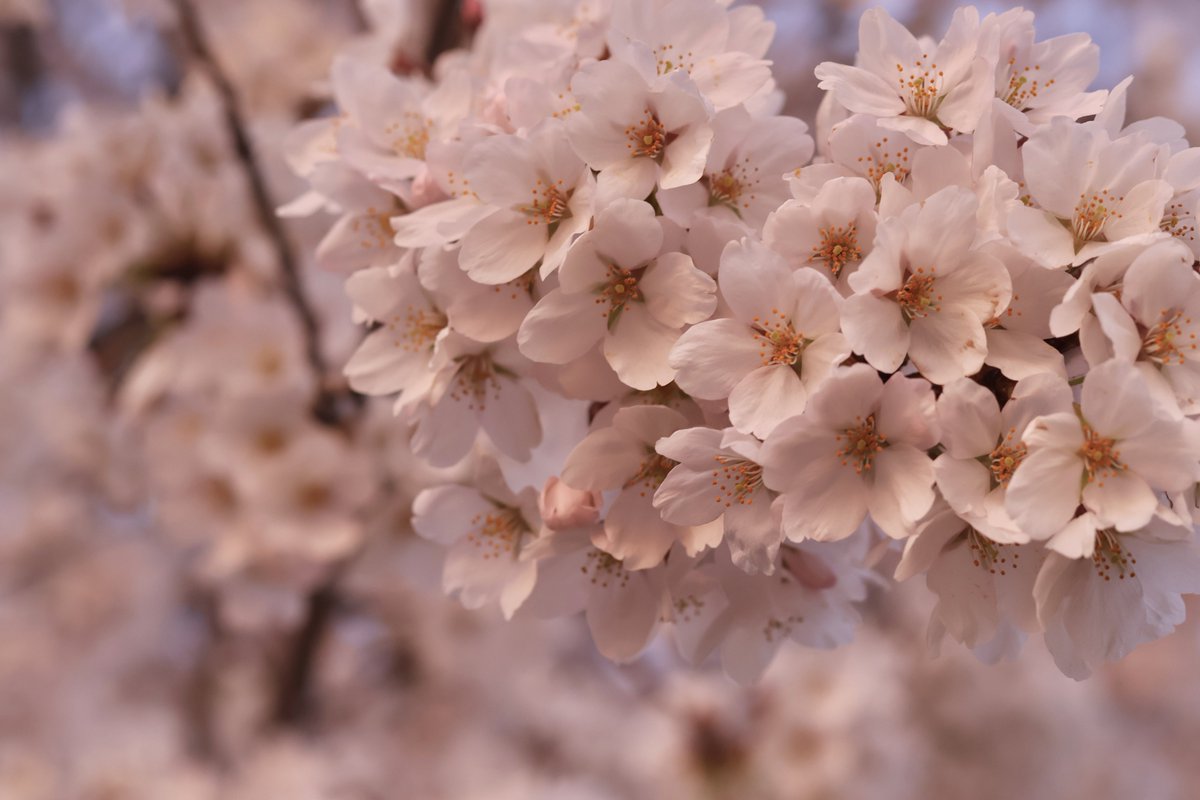 shizuki - asir rera tweet media