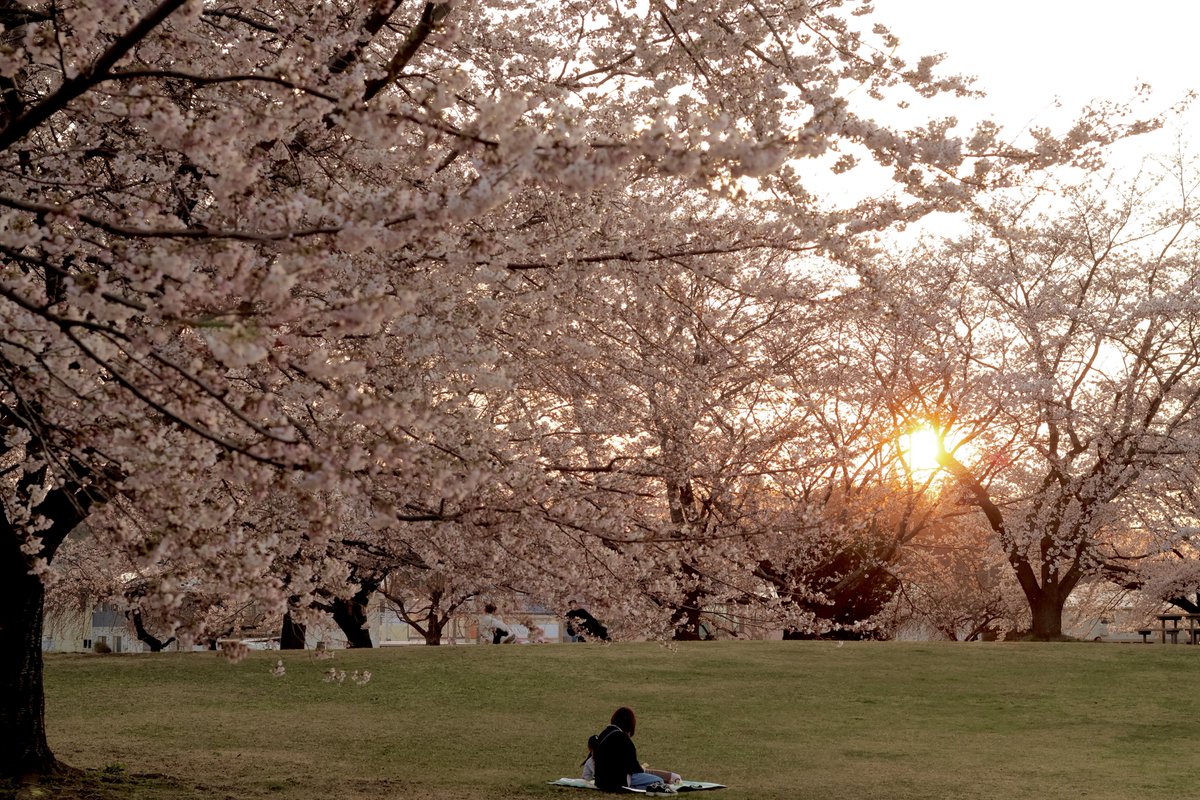 shizuki - asir rera tweet media