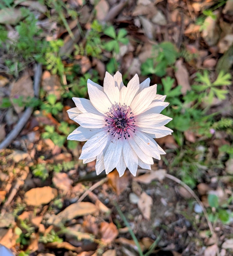 もかのもの tweet media