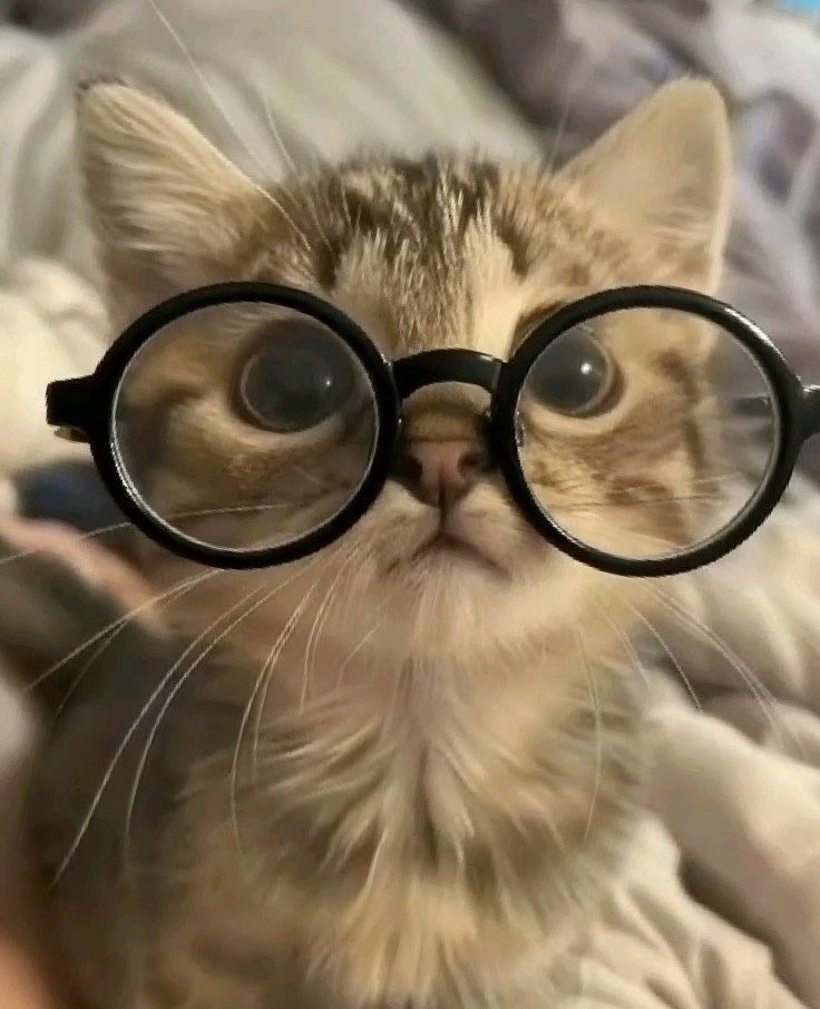 ૮ .• ﻌ - აอินจิ๋ว tweet media