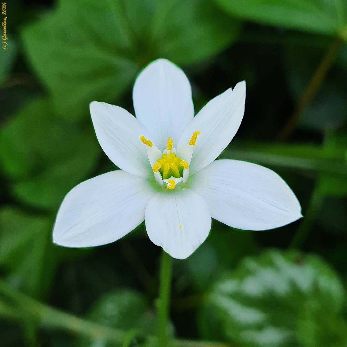 LorenzoGarciaCe's tweet image. Ornithogalum sp. (pos. Ornithogalum divergens alt. Ornithogalum umbellatum) - Estrela de Belén. 

El Capricho, Madrid, España. Abril de 2026.

#garcellor #ornithogalum #ornithogalumdivergens #estrelladebelen #floresdeprimavera #coloresdeprimavera #elcapricho #fotosconmovil