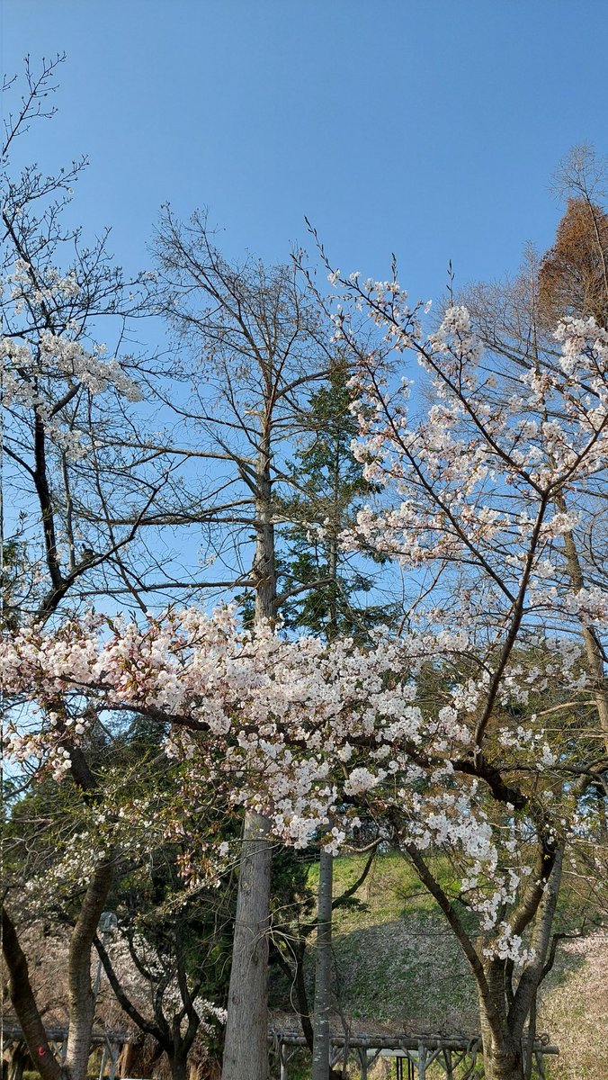 nyanko728's tweet photo. 近くの公園も桜咲いてたし春だった https://t.co/mofbI28wDc