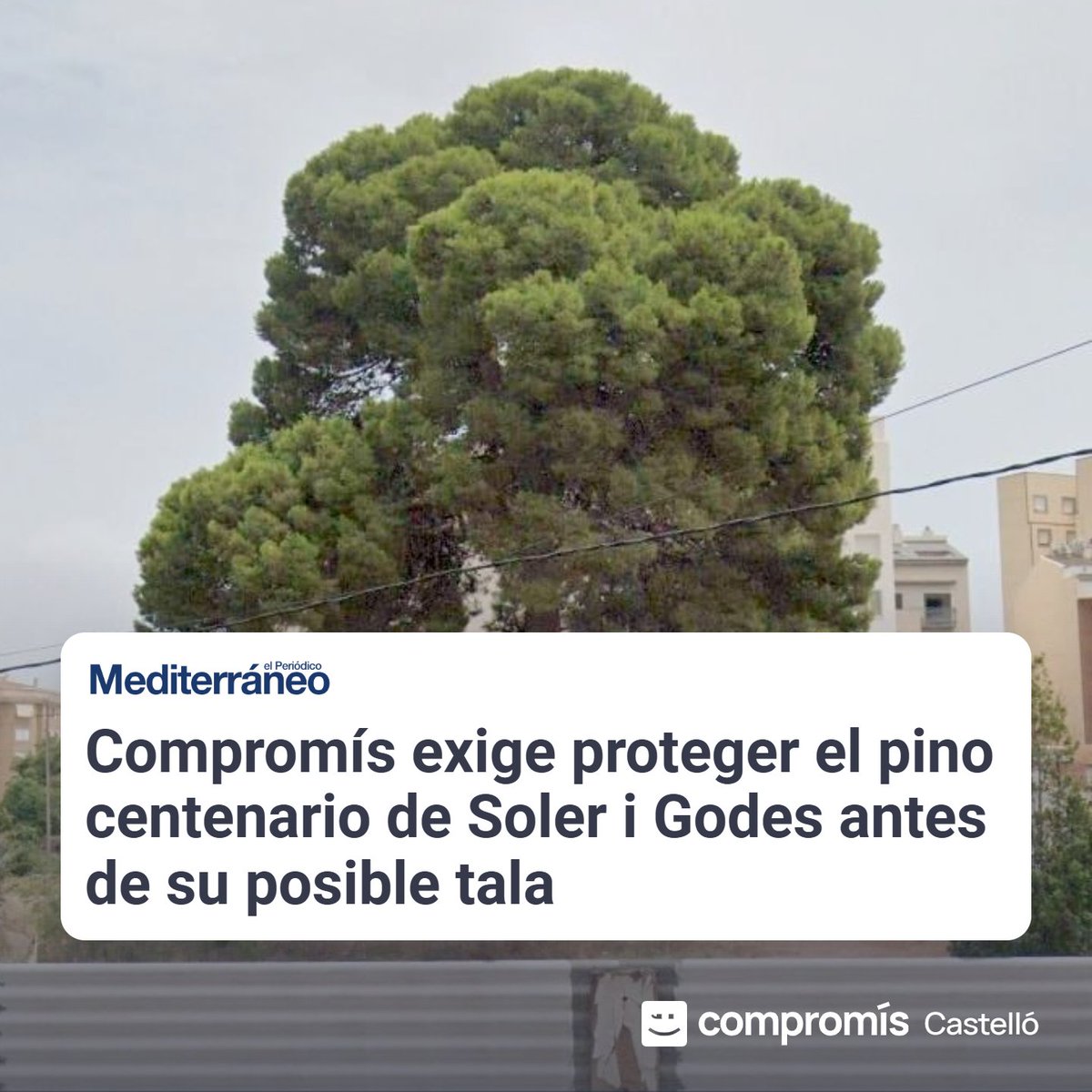 CompromisCS's tweet photo. Talar primer i preguntar després. Així actua el govern de Carrasco amb el pi centenari del CEIP Enric Soler i Godes. Més de 250 signatures reclamen sentit comú.

🔗https://t.co/roSTrwgmYJ https://t.co/Z9OVIbKZEm